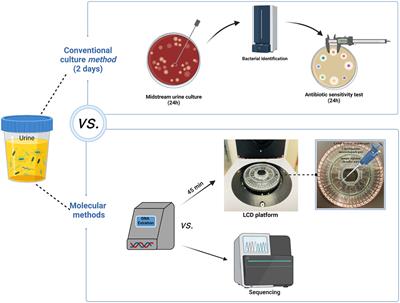 Development and evaluation of a centrifugal disk system for the rapid detection of multiple pathogens and their antibiotic resistance genes in urinary tract infection